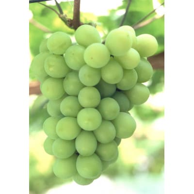 【2026年7月中旬より発送】岡山県産　岡山白桃5玉とシャインマスカット2房　※数量限定・先行受付【配送不可地域：離島・北海道・沖縄県】【1364890】