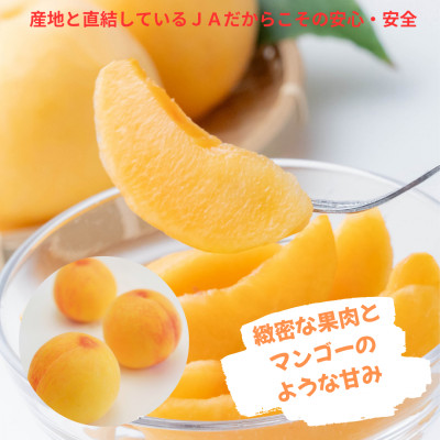 【2026年発送】ご家庭用　おかやまの黄金桃　大玉3玉　約900g【配送不可地域：離島】【1493884】