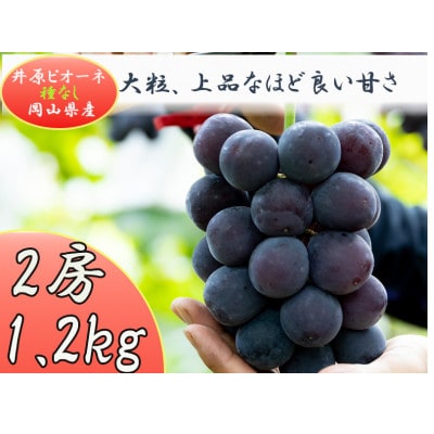 岡山県井原市産 ピオーネ 2房(1.2kg)【配送不可地域：離島】【1565487】