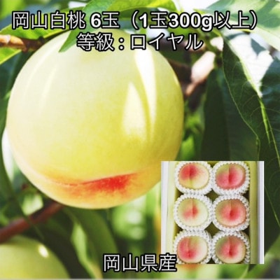 【2026年発送】岡山県産 岡山白桃6玉(1玉300g以上)ロイヤル 化粧箱入り【配送不可地域：離島】【1710820】