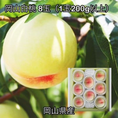 【2026年発送】岡山県産 岡山白桃 8玉 (1玉200g以上)化粧箱入り【配送不可地域：離島】【1710806】