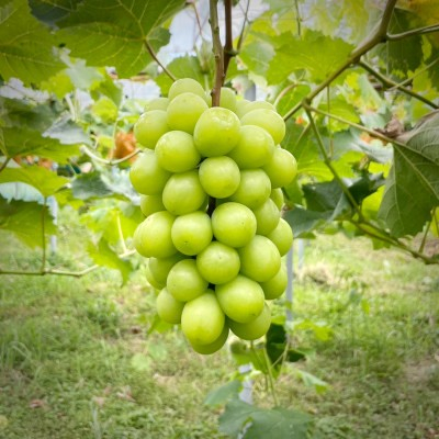 2026年発送【完熟朝採り】訳あり シャインマスカット 2.0kg以上【配送不可地域：離島・北海道・沖縄県・東北】【1626587】