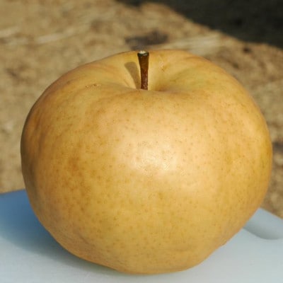 ã2026幎å
è¡åä»ããããæ¢š2ç(1.1kgÃ2ç)åç²§ç®±ã1184118ã