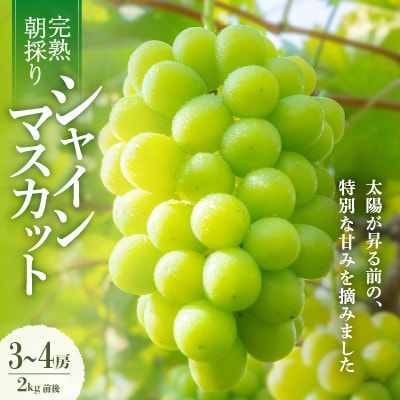 【2026年発送】朝採り直送!さつきぶどう園シャインマスカット 2.0kg前後【フルーツ王国岡山】【配送不可地域：離島】【1714224】