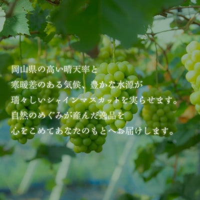 ã¯ãªã¹ãã¹ã«ãŽã£ããã®ã·ã£ã€ã³ãã¹ã«ãã çŽ1kg(2ã3æ¿ è¯ãããªåžã圩ãç¹å¥ãªèŽãç©)ãé
éäžå¯å°åïŒé¢å³¶ãã1695256ã