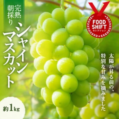 クリスマスにぴったりのシャインマスカット 約1kg(2〜3房 華やかな席を彩る特別な贈り物)【配送不可地域：離島】【1695256】