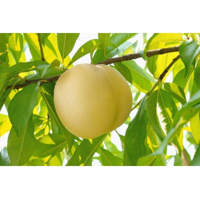 2026年 岡山白桃(晩生)ロイヤル【1箱3玉】【配送不可地域：離島】【1641751】