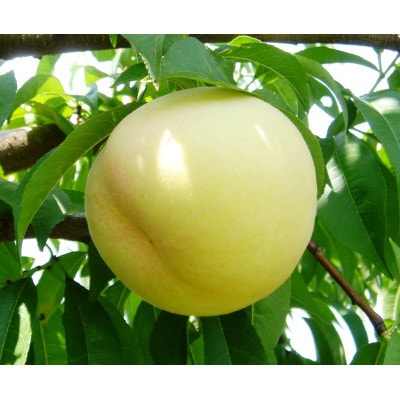 2026幎 å²¡å±±çœæ¡ãã€ã€ã«(1ç®±3ç)800gãé
éäžå¯å°åïŒé¢å³¶ãã1641665ã