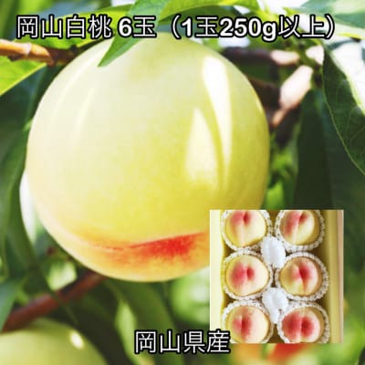 【2026年発送】岡山県産 岡山白桃6玉(1玉250g以上)化粧箱入り【配送不可地域：離島】【1710805】