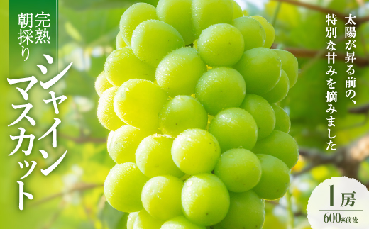 【2026年発送】朝採り直送!さつきぶどう園シャインマスカット1房 600g前後【フルーツ王国岡山】【配送不可地域：離島】【1591710】