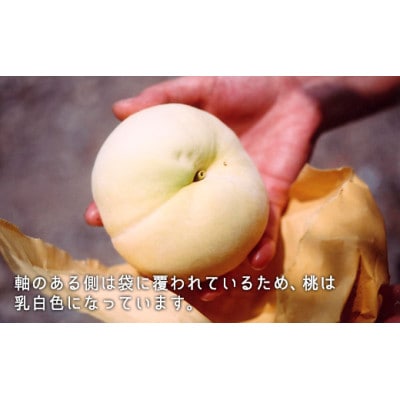 岡山県産　清水白桃　約1.3kg(5〜6玉)【配送不可地域：離島】【1493190】