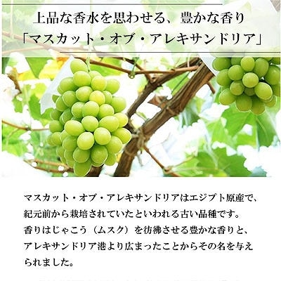 【2024年8月下旬より発送】岡山県産　マスカット・オブ・アレキサンドリア　400g×2房【配送不可地域：離島・北海道・沖縄県】【1424549】