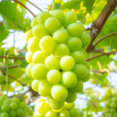 【2026年発送】朝採り直送!さつきぶどう園シャインマスカット1房 600g前後【フルーツ王国岡山】【配送不可地域：離島】【1591710】