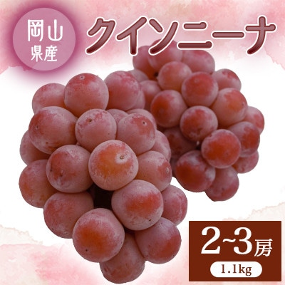 2026年先行予約　クイーンニーナ　2〜3房【配送不可地域：離島】【1673255】