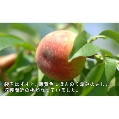 岡山県産　白桃(早生種)約1.3kg(5〜6玉)【配送不可地域：離島】【1493185】