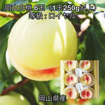 【2026年発送】岡山県産 岡山白桃6玉(1玉250g以上)ロイヤル 化粧箱入り【配送不可地域：離島】【1710822】