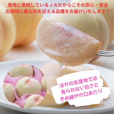 【2026年発送】ご家庭用　おかやまの桃　約1.3kg(5〜6玉)【配送不可地域：離島】【1493927】