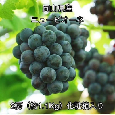 【2026年発送】岡山県産 ニューピオーネ 2房(約1.1kg)　化粧箱入り【配送不可地域：離島】【1710840】