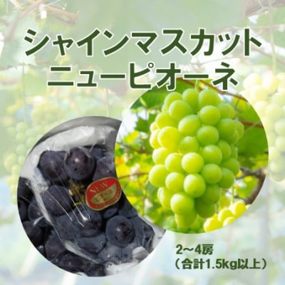 2026年発送【完熟朝採り】訳あり シャインマスカット&ニューピオーネ 合計1.5kg以上【配送不可地域：離島】【1696550】