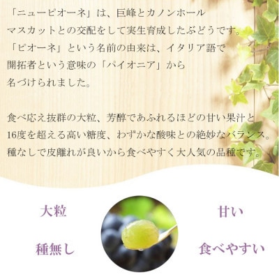 【2025年8月発送】岡山県産　ニューピオーネ　2kg(3房〜6房)【配送不可地域：離島・北海道・沖縄県】【1365903】