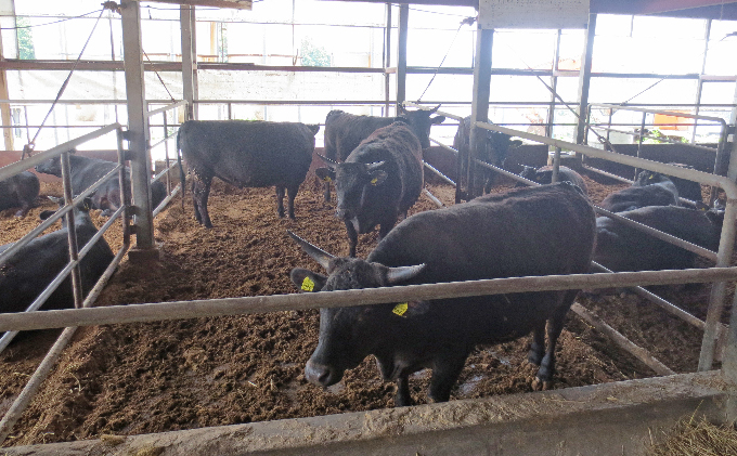 ［農林水産大臣賞受賞］備中牛 和牛焼肉セット 1.6kg お肉 牛肉 ロース モモ バラ 