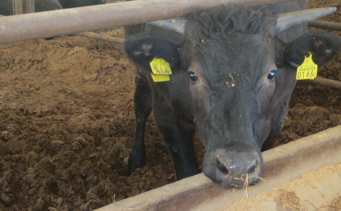 ïŒ»èŸ²ææ°Žç£å€§è£è³åè³ïŒœåäžç åçã¹ã¿ã³ããŒãã»ãã 1.6kg ãè çè ããŒã¹ ãã³ã