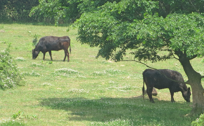 ［農林水産大臣賞受賞］備中牛 和牛すき焼き用スライス 800g お肉 牛肉 