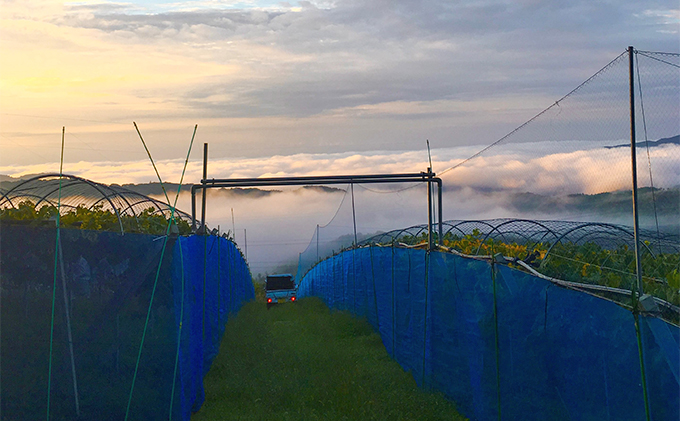 シャインマスカット 3房 合計1.7kg以上 葡萄 フルーツ 岡山 高梁市産 こあに葡萄園 2026年 先行予約 果物類 ぶどう ブドウ 