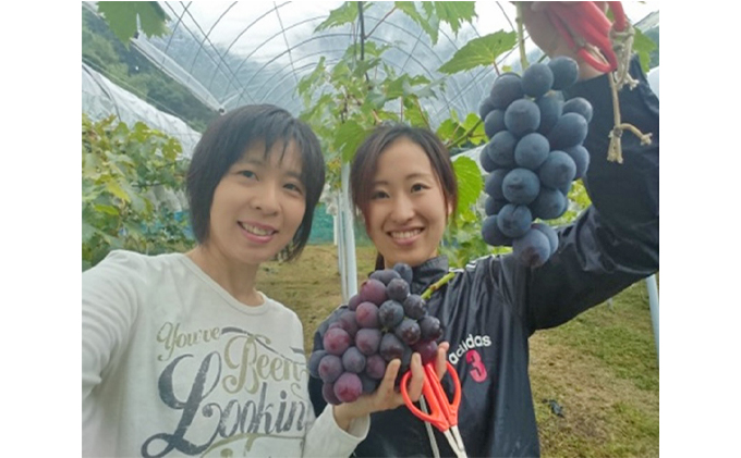 ニュー ピオーネ 2kg前後 3房～5房 葡萄 フルーツ 岡山 高梁市産 ぜきお農園 ぶどうclub 2026年 先行予約 果物 