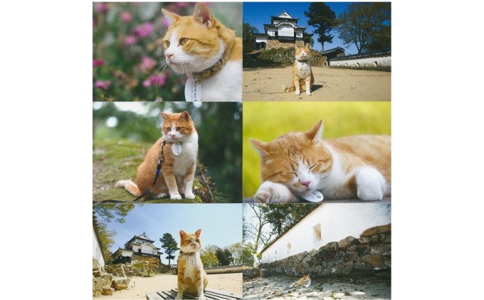 さんじゅーろーグッズセット 雑貨 文房具 小物 詰め合わせ ネコ 実写 猫城主 ポストカード メモ帳 A6 サイズ ピンバッヂ ラバー キーホルダー 