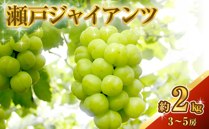 瀬戸ジャイアンツ 約2kg 3～5房 ぶどう 葡萄 フルーツ 岡山 高梁市産 2026年 先行予約 果物類 果物