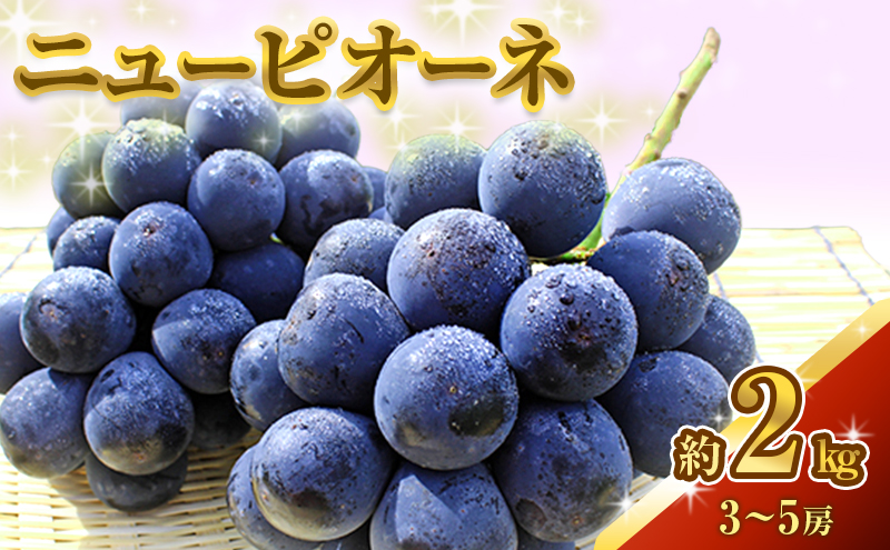 ニュー ピオーネ 約2kg 3～5房 ぶどう 葡萄 フルーツ 岡山 高梁市産 2026年 先行予約 果物類 果物