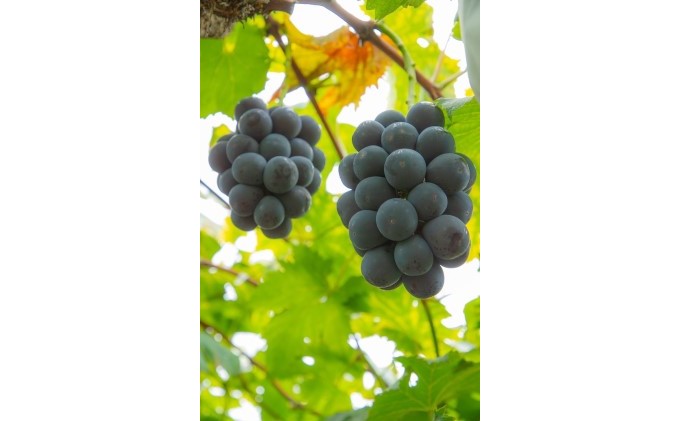 é» ãã¥ãŒ ããªãŒã 1æ¿ 650gä»¥äž è¡è ã¶ã©ã ãã«ãŒã 岡山 髿¢åžç£ 赀迫蟲å 2026幎 å
è¡äºçŽ æç© ãã¶ãŒã ææ
æé« æ°é®® æ¡ç®±å
¥ã çŸå³ãã