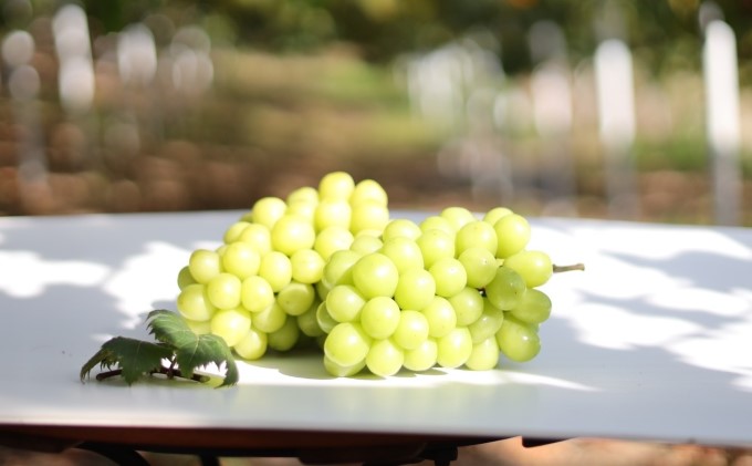 桐箱入 シャイン マスカット 1房 750g以上 葡萄 ぶどう フルーツ 岡山 高梁市産 赤迫農園 2026年 先行予約 果物 デザート 愛情 最高 新鮮 桐箱入り 美味しい 