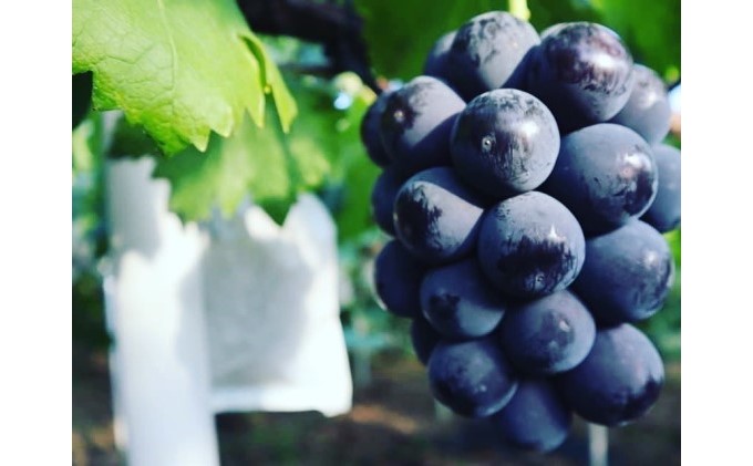 é» ãã¥ãŒ ããªãŒã 1æ¿ 650gä»¥äž è¡è ã¶ã©ã ãã«ãŒã 岡山 髿¢åžç£ 赀迫蟲å 2026幎 å
è¡äºçŽ æç© ãã¶ãŒã ææ
æé« æ°é®® æ¡ç®±å
¥ã çŸå³ãã