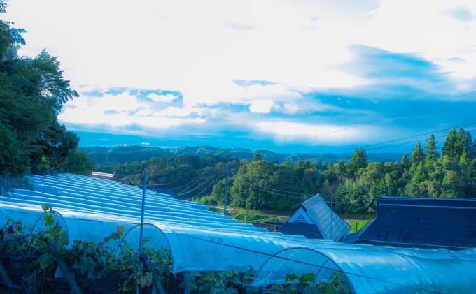 é» ãã¥ãŒ ããªãŒã 1æ¿ 650gä»¥äž è¡è ã¶ã©ã ãã«ãŒã 岡山 髿¢åžç£ 赀迫蟲å 2026幎 å
è¡äºçŽ æç© ãã¶ãŒã ææ
æé« æ°é®® æ¡ç®±å
¥ã çŸå³ãã