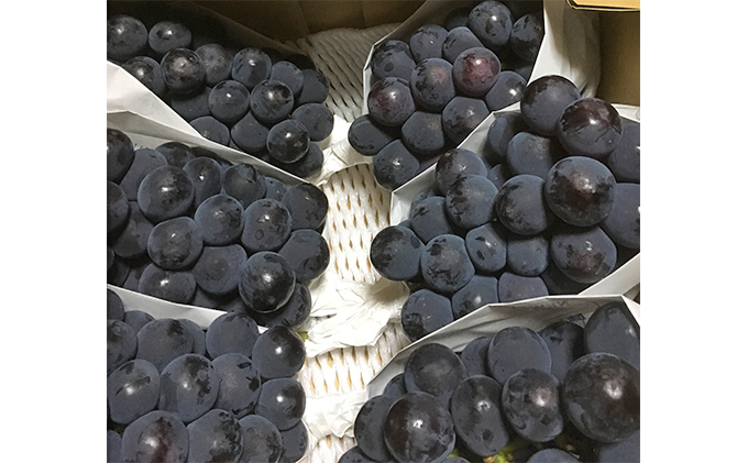 ニュー ピオーネ 2kg前後 3房～5房 葡萄 フルーツ 岡山 高梁市産 ぜきお農園 ぶどうclub 2026年 先行予約 果物