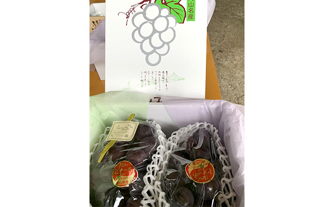 ニュー ピオーネ 2kg前後 3房～5房 葡萄 フルーツ 岡山 高梁市産 ぜきお農園 ぶどうclub 2026年 先行予約 果物 