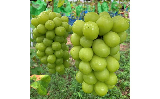 ã·ã£ã€ã³ãã¹ã«ãã 2æ¿ åèš1kgååŸ è¡è ãã«ãŒã 岡山 髿¢åžç£ ããã蟲å ã¶ã©ãclub 2026幎 å
è¡äºçŽ æç©é¡