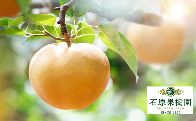 梨 2025年 先行予約 あたご梨 2玉 (1玉 約750g) 化粧箱【11月下旬～12月中旬頃発送】 ナシ なし 岡山県産 国産 フルーツ 果物 ギフト 石原果樹園 繊細な味 ジャンボ梨