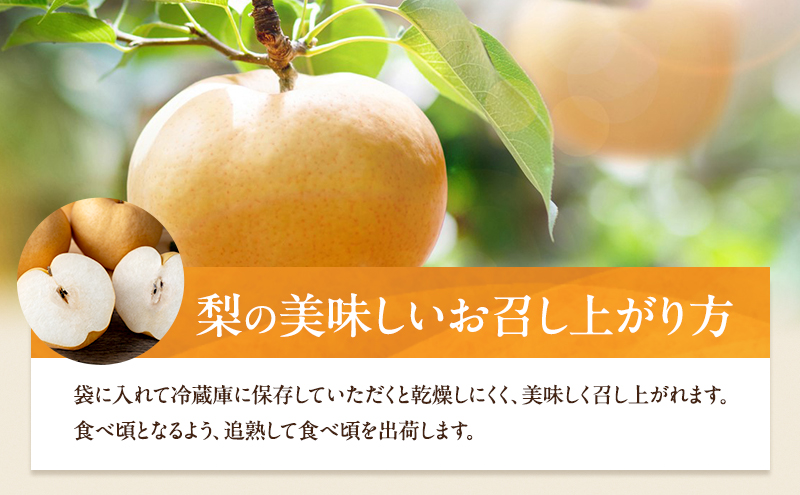 梚 2026幎 å
è¡äºçŽ ãããæ¢š 2ç (1ç çŽ720g) åç²§ç®±ã11æäžæ¬ïœ12æäžæ¬é çºéã ãã· ãªã 岡山çç£ åœç£ ãã«ãŒã æç© ã®ãã ç³åææš¹å ç¹çްãªå³ ãžã£ã³ã梚