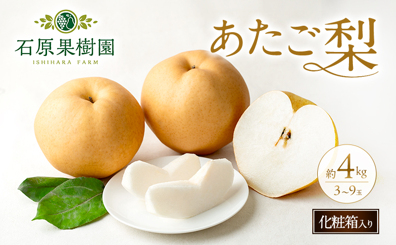 梨 2026年 先行予約 あたご梨 3～9玉 合計約4kg 化粧箱【11月下旬～12月中旬頃発送】 ナシ なし 岡山県産 国産 フルーツ 果物 ギフト 石原果樹園 繊細な味 ジャンボ梨