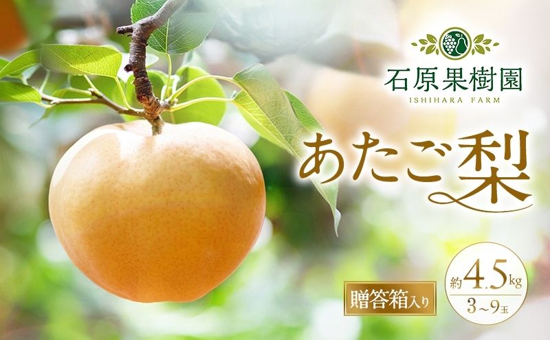 梨 2026年 先行予約 あたご梨 3～9玉 合計約4.5kg 贈答箱【11月下旬～12月中旬頃発送】 ナシ なし 岡山県産 国産 フルーツ 果物 ギフト 石原果樹園 繊細な味 ジャンボ梨