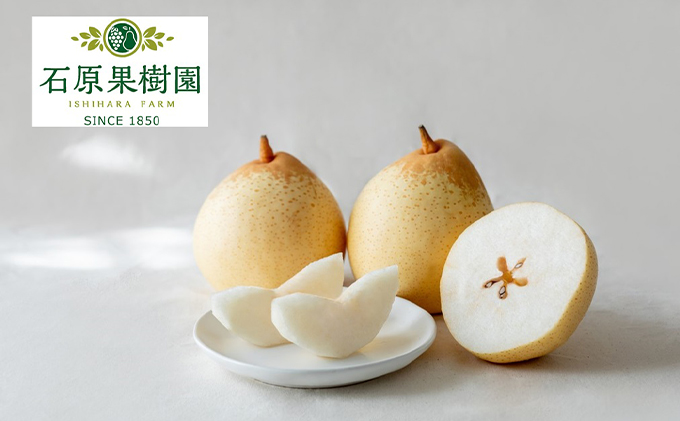 梨 2025年 先行予約 鴨梨（ヤーリー）3～6玉 合計約2kg 贈答箱【11月下旬～12月中旬頃発送】 ナシ なし 岡山県産 国産 フルーツ 果物 ギフト 石原果樹園 風味豊か 上品 希少な梨