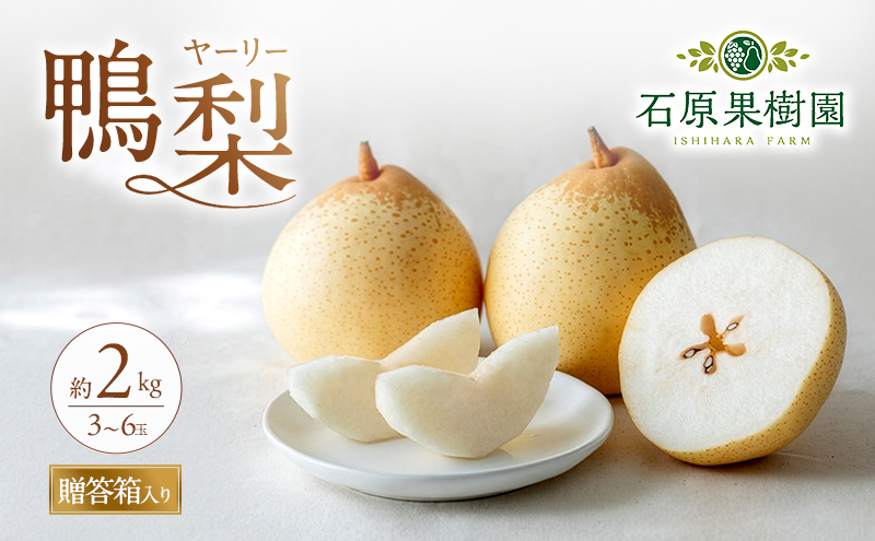 梨 2026年 先行予約 鴨梨（ヤーリー）3～6玉 合計約2kg 贈答箱【11月下旬～12月中旬頃発送】 ナシ なし 岡山県産 国産 フルーツ 果物 ギフト 石原果樹園 風味豊か 上品 希少な梨