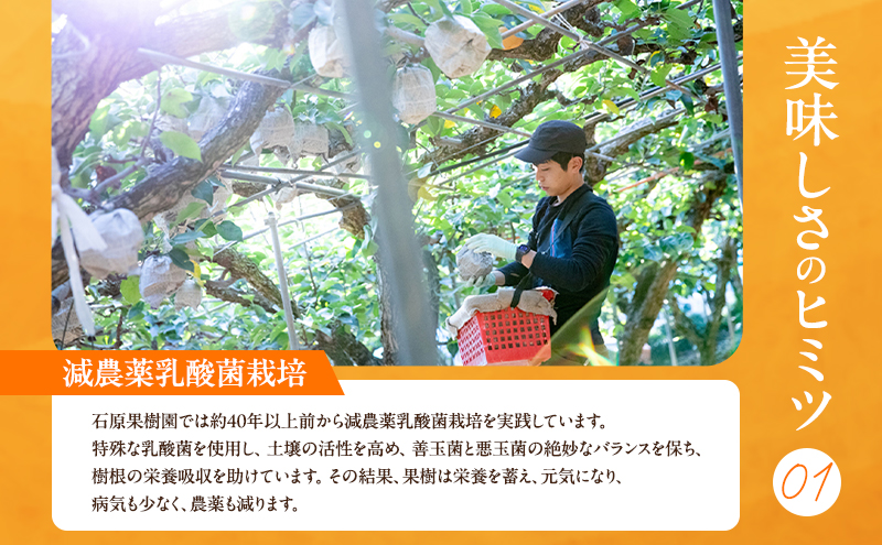 梨 2026年 先行予約 あたご梨・鴨梨（ヤーリー）詰合せ 合計約4kg あたご2～3玉 鴨梨3～7玉 贈答箱【11月下旬～12月中旬頃発送】 ナシ なし 岡山県産 国産 フルーツ 果物 ギフト 石原果樹園 食べ比べ 