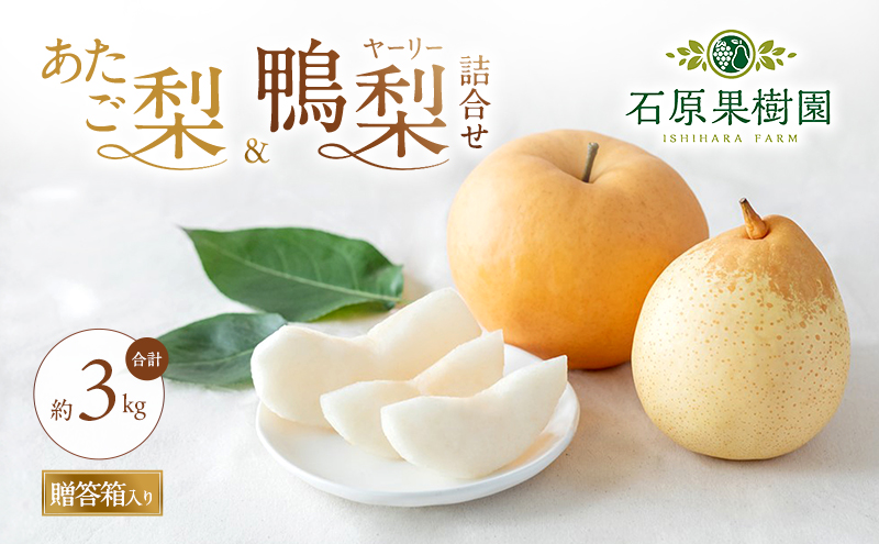 梨 2026年 先行予約 あたご梨・鴨梨（ヤーリー）詰合せ 合計約3kg あたご1～3玉 鴨梨3～5玉 贈答箱【11月下旬～12月中旬頃発送】 ナシ なし 岡山県産 国産 フルーツ 果物 ギフト 石原果樹園 食べ比べ