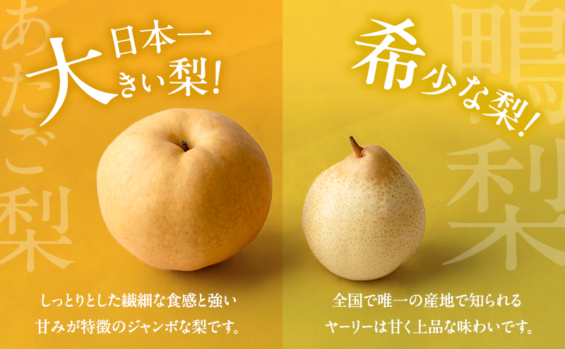 梨 2026年 先行予約 あたご梨・鴨梨（ヤーリー）詰合せ 合計約3kg あたご1～3玉 鴨梨3～5玉 贈答箱【11月下旬～12月中旬頃発送】 ナシ なし 岡山県産 国産 フルーツ 果物 ギフト 石原果樹園 食べ比べ 