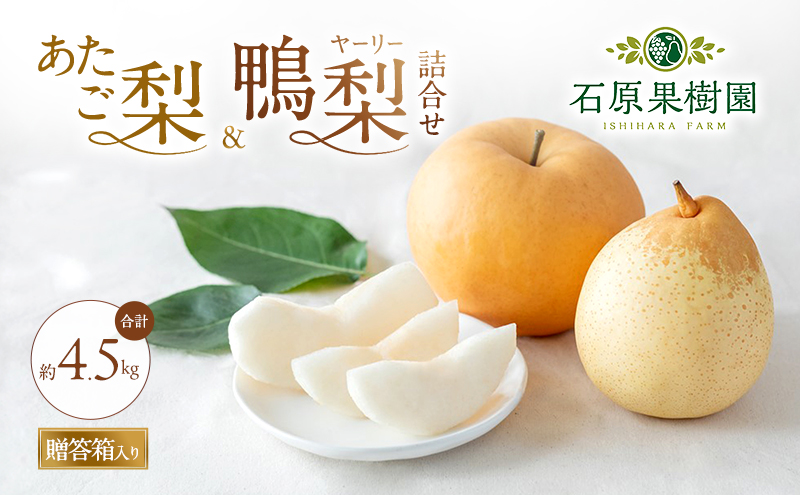 梨 2026年 先行予約 あたご梨・鴨梨（ヤーリー）詰合せ 合計約4.5kg あたご2～3玉 鴨梨3～7玉 贈答箱【11月下旬～12月中旬頃発送】 ナシ なし 岡山県産 国産 フルーツ 果物 ギフト 石原果樹園 食べ比べ