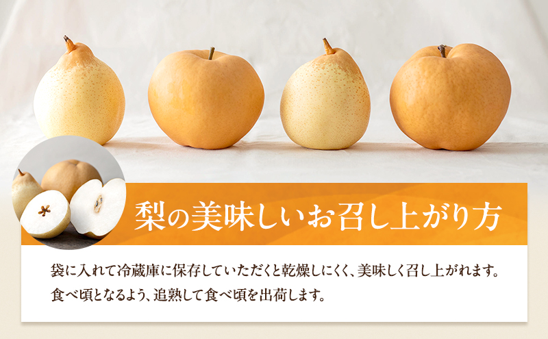 梨 2026年 先行予約 あたご梨・鴨梨（ヤーリー）詰合せ 合計約4.5kg あたご2～3玉 鴨梨3～7玉 贈答箱【11月下旬～12月中旬頃発送】 ナシ なし 岡山県産 国産 フルーツ 果物 ギフト 石原果樹園 食べ比べ 
